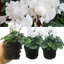 Cyclamen White 10.5cm