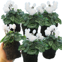 Cyclamen White Plants