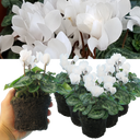 Cyclamen White Plants