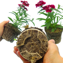 Dianthus Deep Red (Garden Pink) – Fragrant Evergreen Perennial (Set of 3 or 6)