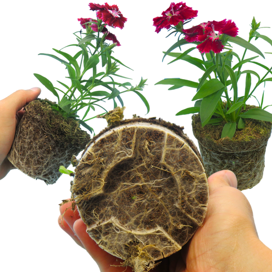 Hands holding three bare root balls of deep red dianthus, one shown root side on, with grey-green foliage