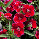 Dianthus Deep Red (Garden Pink) – Fragrant Evergreen Perennial (Set of 3 or 6)