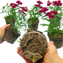 Dianthus Deep Red (Garden Pink) – Fragrant Evergreen Perennial (Set of 3 or 6)