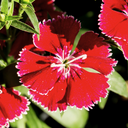 Dianthus Deep Red (Garden Pink) – Fragrant Evergreen Perennial (Set of 3 or 6)