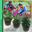 Dianthus Festival Growers selection