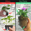 Dianthus Festival Growers selection