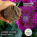 Dianthus Festival Growers selection Plant