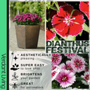 Dianthus Festival Growers selection Plant
