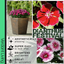 Dianthus Festival Growers selection