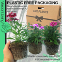 Dianthus Festival Growers selection Plant