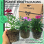 Dianthus Festival Growers selection