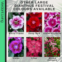 Dianthus Festival Growers selection Plant