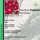 Dianthus Deep Red Plant