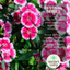 Dianthus Deep Red 10.5cm