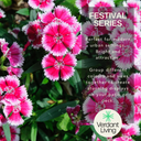 Dianthus Violet Picotee Plant