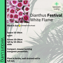 Dianthus White Flame Plant