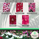Dianthus Violet Plant