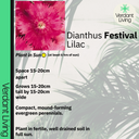 Dianthus Lilac Plants