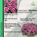 Dianthus Violet Picotee Plant