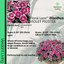 Dianthus Violet Picotee