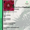 Dianthus Violet Plant