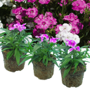 Dianthus Lilac (Garden Pink) – Fragrant Evergreen Perennial (Set of 3 or 6)