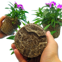 Dianthus Lilac (Garden Pink) – Fragrant Evergreen Perennial (Set of 3 or 6)