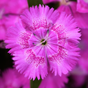 Dianthus Lilac (Garden Pink) – Fragrant Evergreen Perennial (Set of 3 or 6)
