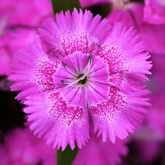 Close-up of a lilac-pink dianthus flower, fringed petals flecked with deeper pink