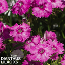 Dianthus Lilac (Garden Pink) – Fragrant Evergreen Perennial (Set of 3 or 6)