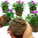 Dianthus Lilac (Garden Pink) – Fragrant Evergreen Perennial (Set of 3 or 6)