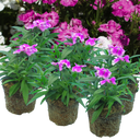 Dianthus Lilac (Garden Pink) – Fragrant Evergreen Perennial (Set of 3 or 6)