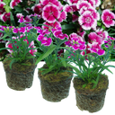 Dianthus Violet Picotee (Garden Pink) – Fragrant Evergreen Perennial (Set of 3 or 6)