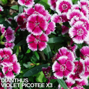 Dianthus Violet Picotee (Garden Pink) – Fragrant Evergreen Perennial (Set of 3 or 6)