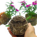 Dianthus Violet Picotee (Garden Pink) – Fragrant Evergreen Perennial (Set of 3 or 6)