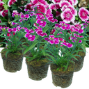 Dianthus Violet Picotee (Garden Pink) – Fragrant Evergreen Perennial (Set of 3 or 6)