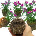 Dianthus Violet Picotee (Garden Pink) – Fragrant Evergreen Perennial (Set of 3 or 6)
