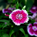 Dianthus Violet Picotee (Garden Pink) – Fragrant Evergreen Perennial (Set of 3 or 6)