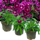 Dianthus Violet (Garden Pink) – Fragrant Evergreen Perennial (Set of 3 or 6)