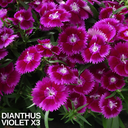 Dianthus Violet (Garden Pink) – Fragrant Evergreen Perennial (Set of 3 or 6)