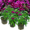 Dianthus Violet (Garden Pink) – Fragrant Evergreen Perennial (Set of 3 or 6)