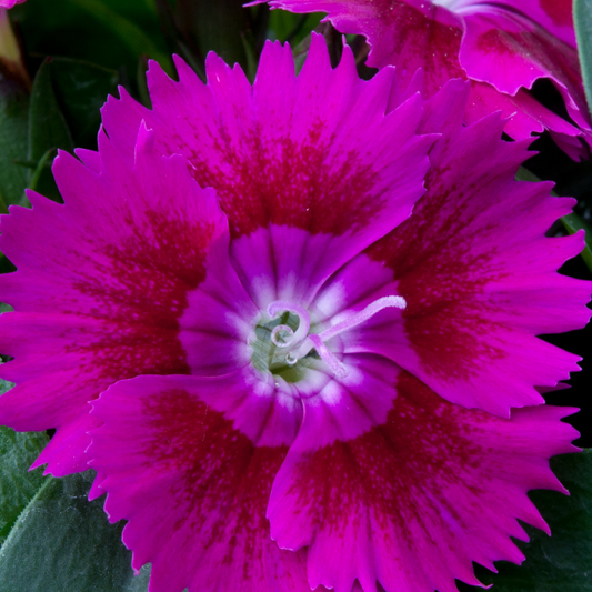 Close-up of a vivid magenta-violet dianthus flower with a deep red ring around a pale centre