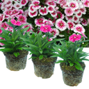 Dianthus White Flame (Garden Pink) – Fragrant Evergreen Perennial (Set of 3 or 6)