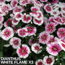 Dianthus White Flame (Garden Pink) – Fragrant Evergreen Perennial (Set of 3 or 6)