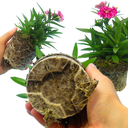 Dianthus White Flame (Garden Pink) – Fragrant Evergreen Perennial (Set of 3 or 6)