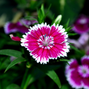 Dianthus White Flame (Garden Pink) – Fragrant Evergreen Perennial (Set of 3 or 6)