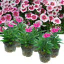Dianthus White Flame (Garden Pink) – Fragrant Evergreen Perennial (Set of 3 or 6)
