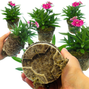 Dianthus White Flame (Garden Pink) – Fragrant Evergreen Perennial (Set of 3 or 6)