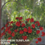 Geranium Red Sunflair Ruben 10.5cm