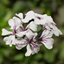 Geranium White Tornado 10.5cm